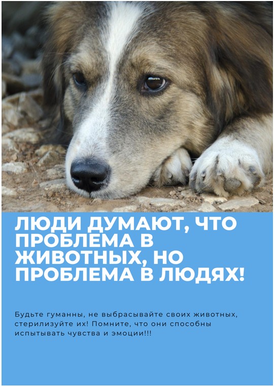 Напоминаем о действующем законодательстве о гуманном обращении в отношении животных без владельцев..
